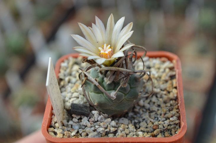 Turbinicarpus Klinkerianus