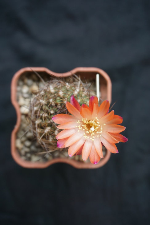 Sulcorebutia polymorpha SE 130 Цветы невероятно красивы! Ищу ей пару :)