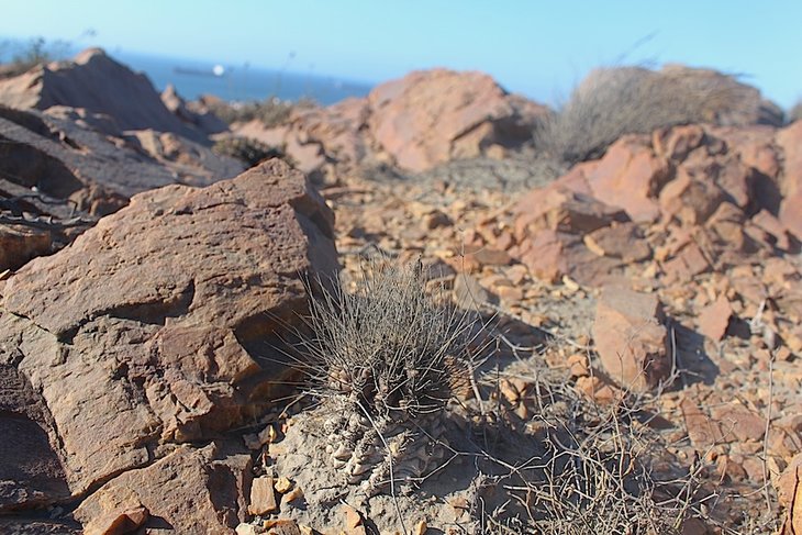 Neoporteria villosa