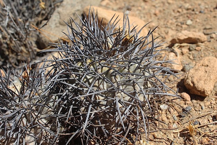 Copiapoa griseoviolacea