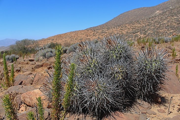 copiapoa coquimbana