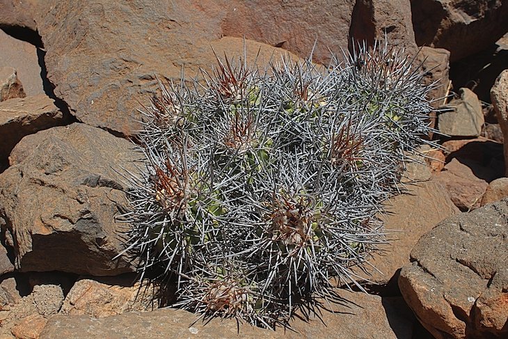 copiapoa coquimbana