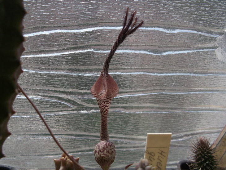 DSCF4636.JPG