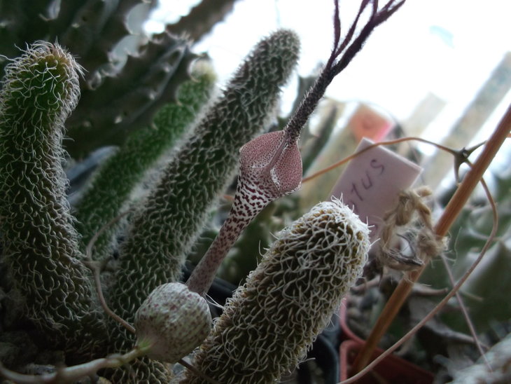 DSCF4640.JPG