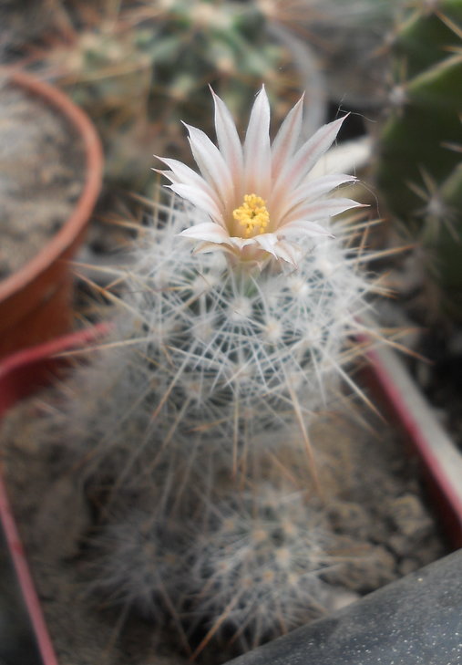 Escobaria bella