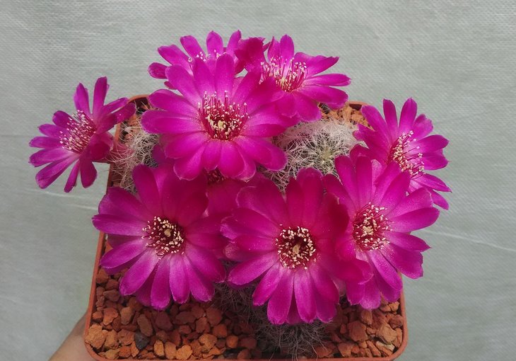 Sulc.gerosenilis