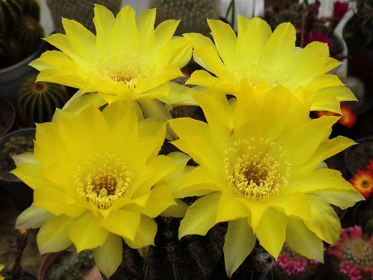 Lobivia aurea
