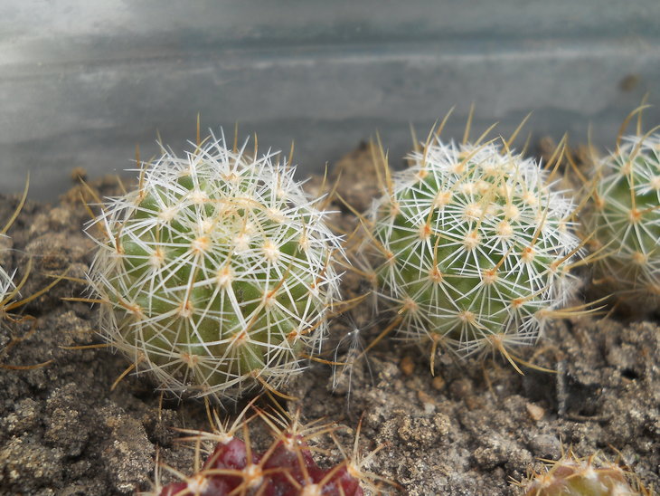Echinofossulocactus sp L1092?