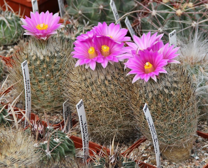Gymnocactus mandragora