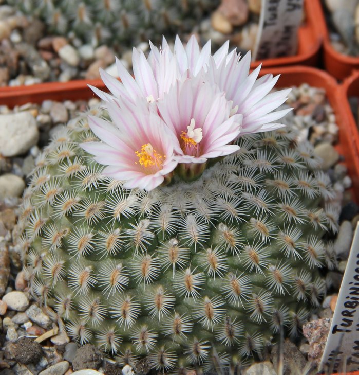Gymnocactus yesabelae hybr