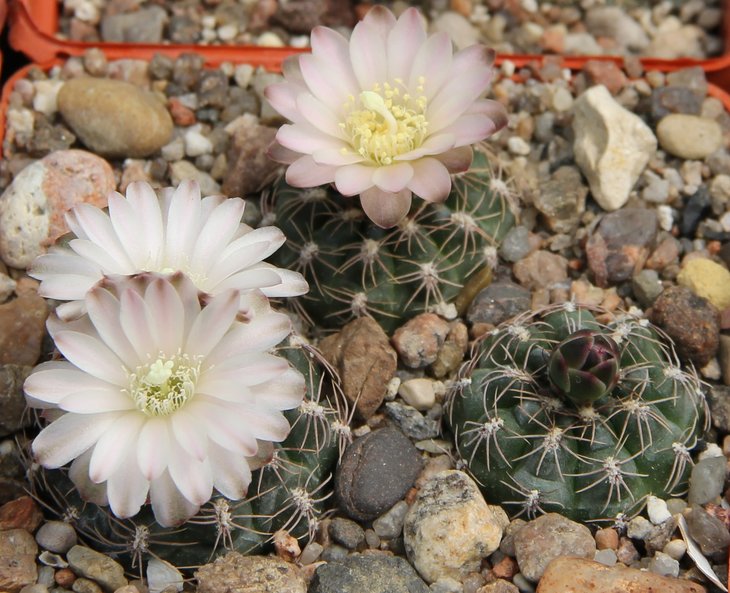 Gymnocalycium bruchii var. VG722