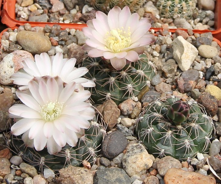 Gymnocalycium bruchii var. VG722