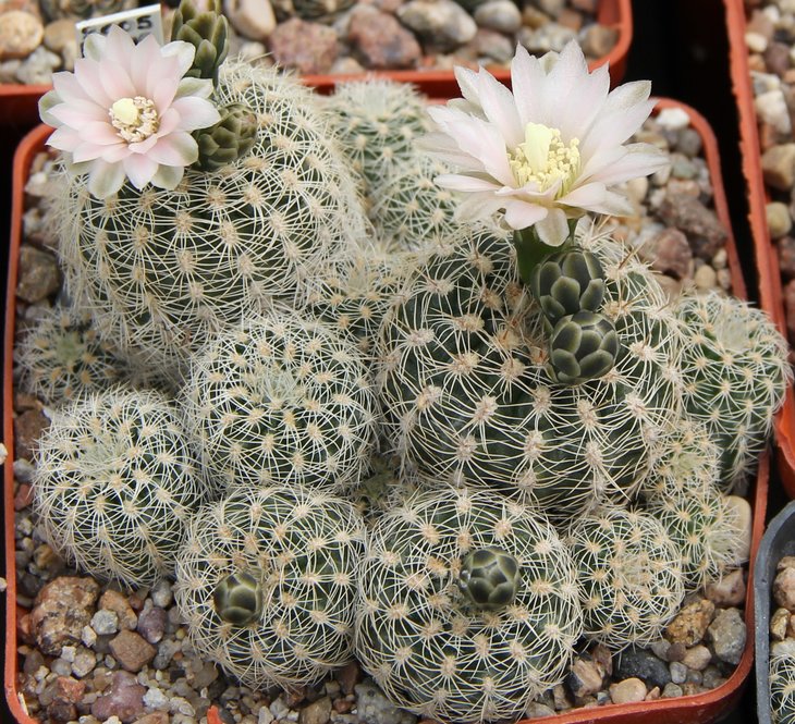 Gymnocalycium bruchii niveum WR727
