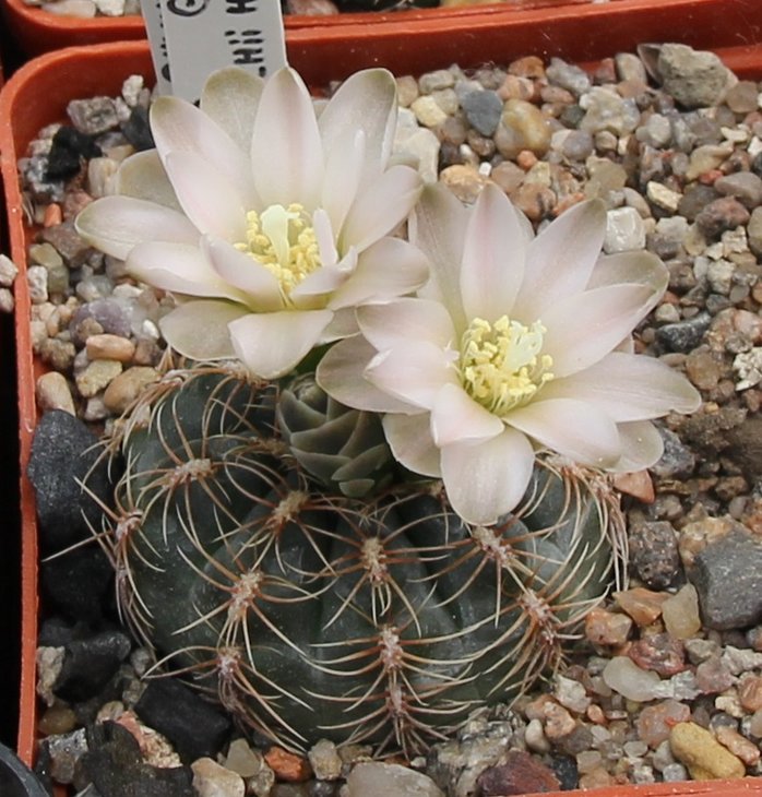 Gymnocalycium bruchii hossei OF25-80