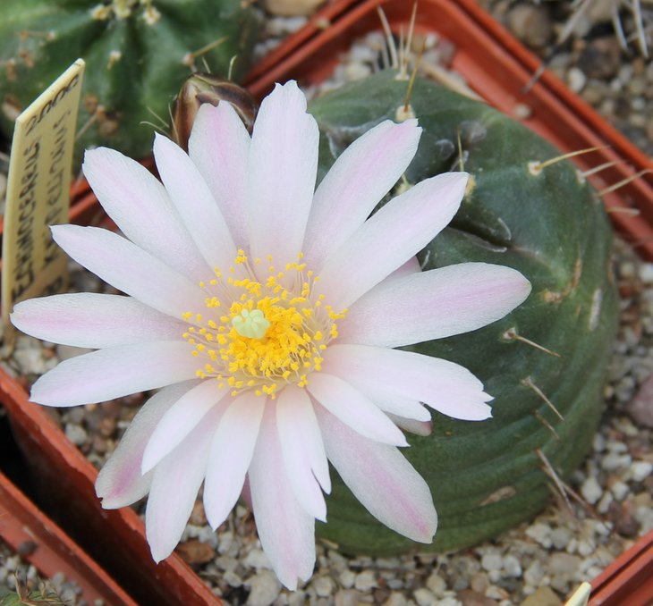 Echinocereus knippelianus
