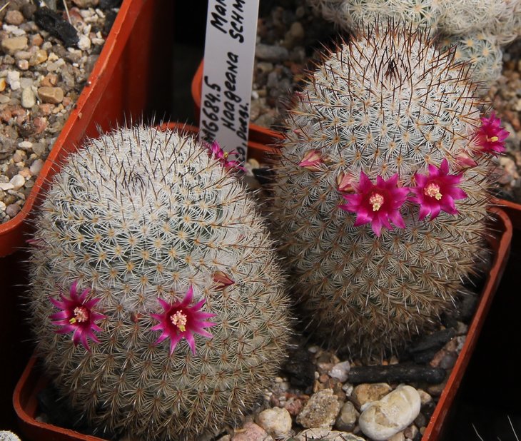 Mammillaria haageana schmolii FO235