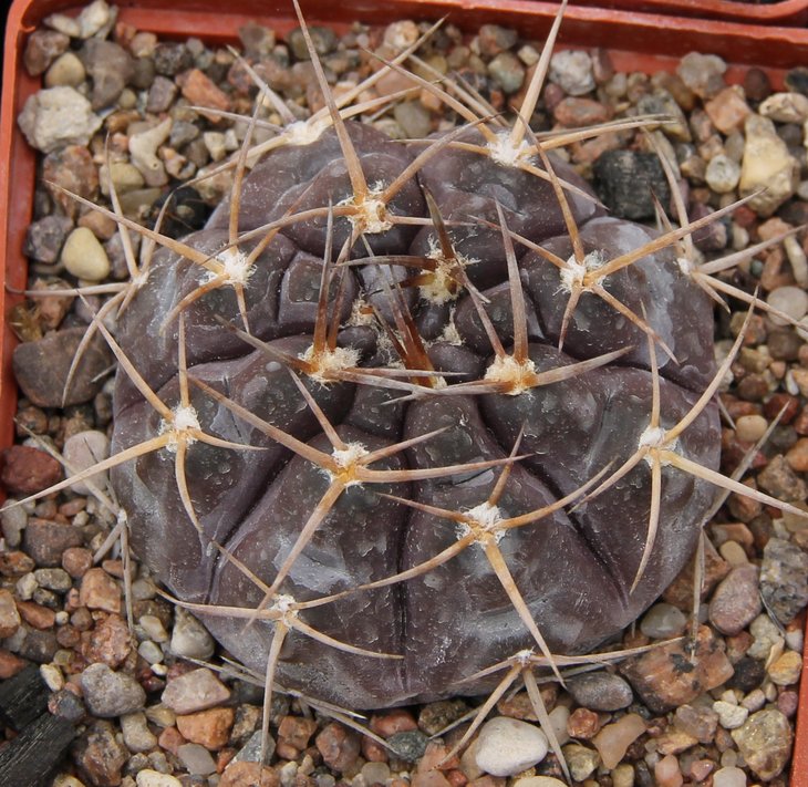 Gymnocalycium striglianum aeneum VG408 La Galera SL 699m