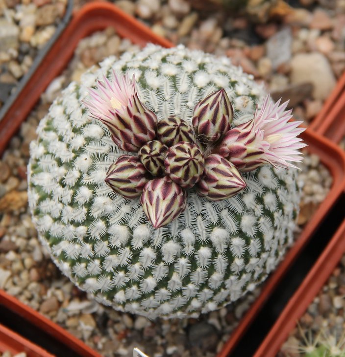Turbinicarpus pseudopectinatus.