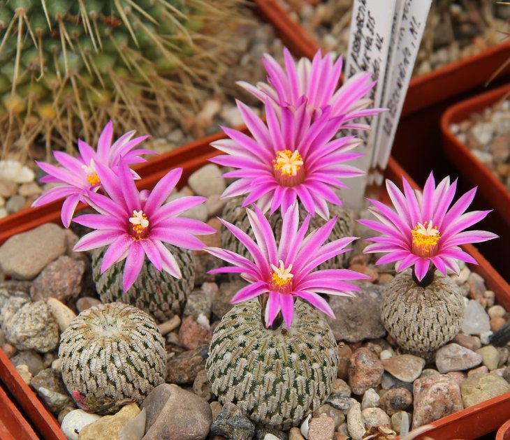 Turbinicarpus pseudopectinatus jarmilae MK40.315 La Escondidoa N.L.