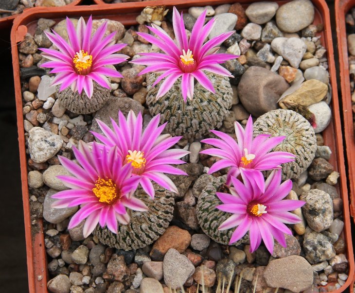 Turbinicarpus pseudopectinatus jarmilae MK40.315 La Escondidoa N.L.