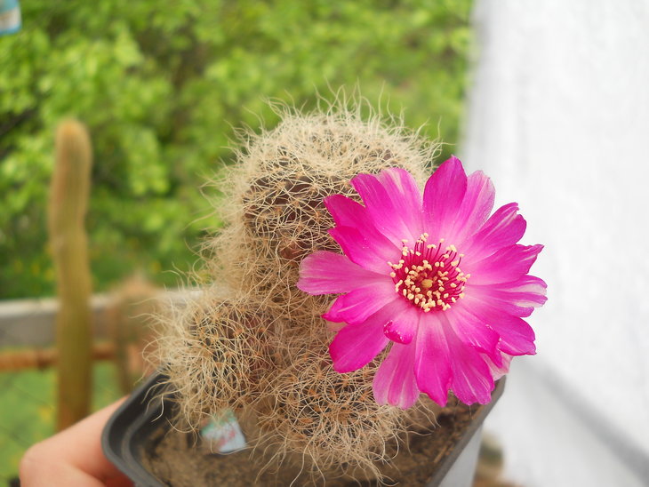 S. sp. TD330 (gerosenelis)