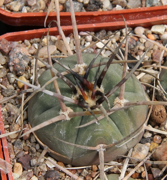 Gymnocalycium armatum HTH143  PILTZ