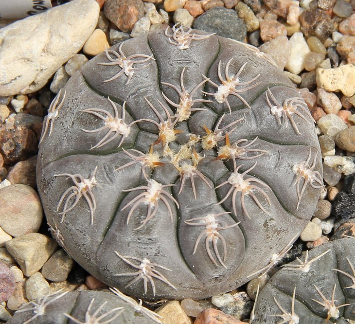 Gymnocalycium aff.nataliae VG709 Concaron S.L. 667m kk383.709
