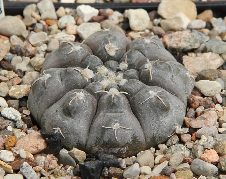 Gymnocalycium prohazkianum GN747.4026.4027  kk