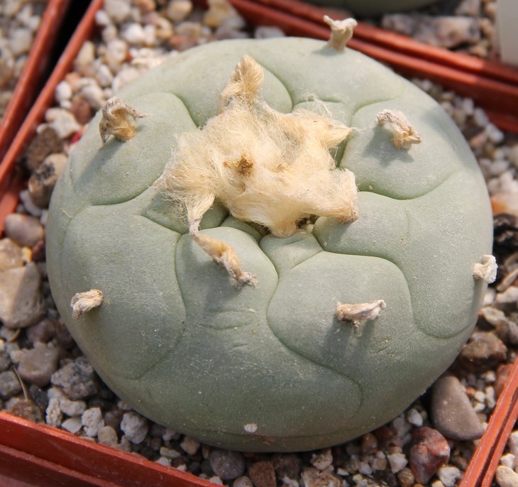 L.diffusa JB58 Vizzaron Quer..