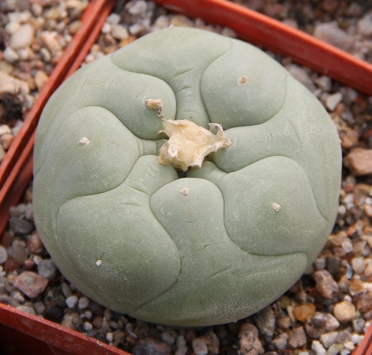 L.diffusa JB58 Vizzaron Quer..