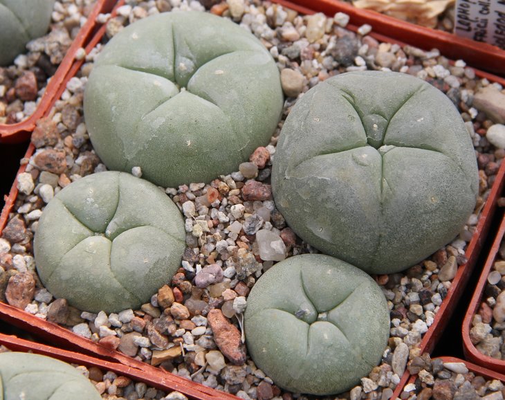 L.diffusa KMR146 Pena Blanca km24 Quer.