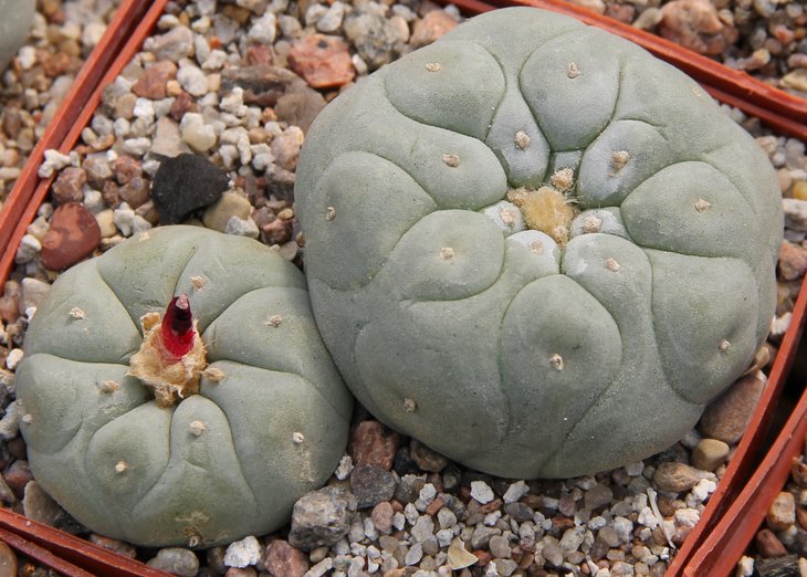 L.fricii near San Pedro Coah  PP№2554.4