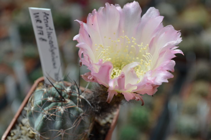Acanthocalycium Australis