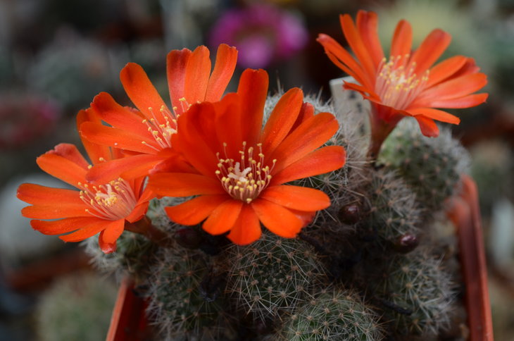 Aylostera Pseudodeminuta