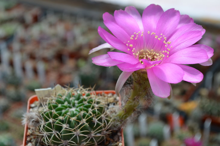 Lobivia Cardenasiana