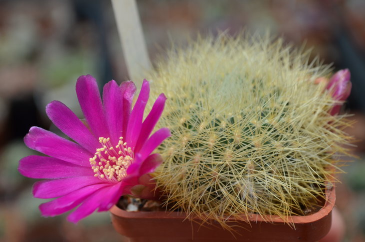 Sulcorebutia Swobodae HS 27A