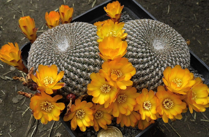 Sulcorebutia arenacea
