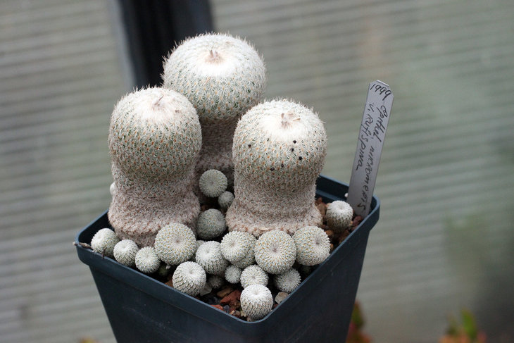 Epithelantha micromeris v. rufispina, посев 1999 года