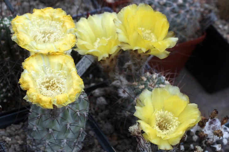 Acanthocalycium glaucum (кто бы мог подумать, что у этого сизого шарика такие цветки!)