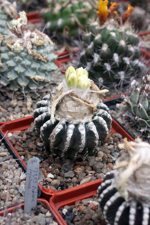 Бутоны на Discocactus horstii