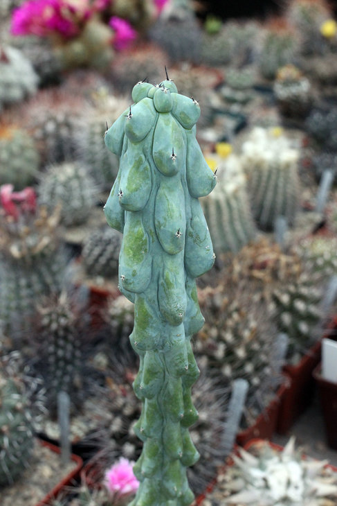Myrtillocactus geometrizans cv. Fukurokuryuzinboku