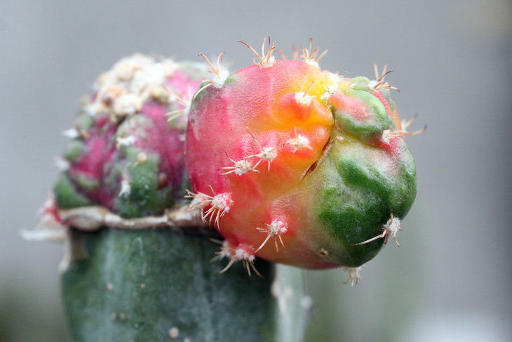 Химера Myrtillocalycium cv. Polyp (Myrtillocactus cochal + Gymnocalycium mihanovichii cv. Red Hibotan)