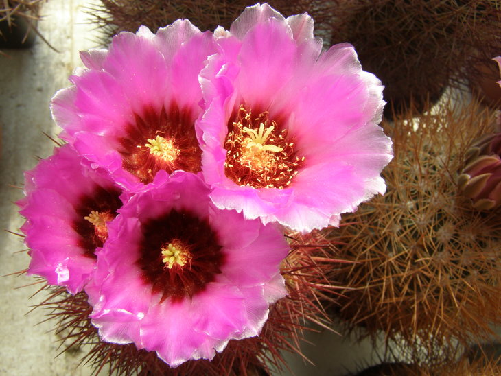 West Mohave,550m,Az