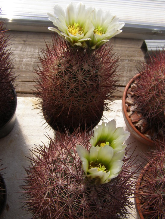 lutescens,Lz539