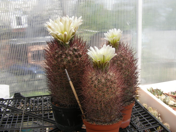 lutescens,Lz539
