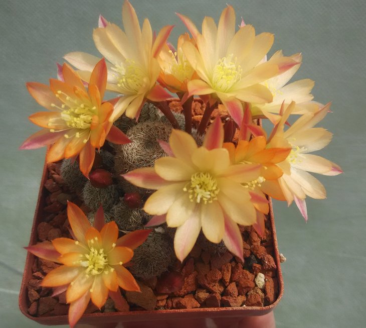 Aylostera cv.Sunrise (A.heliosa x A.albiflora)