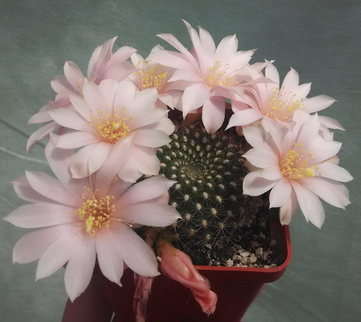 Rebutia kariusiana