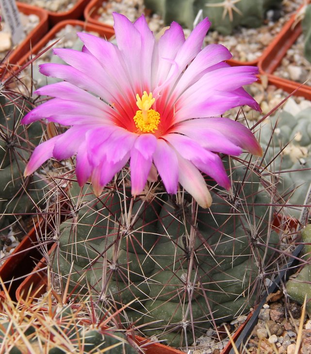 Thelocactus bicolor ALPIN BUREL