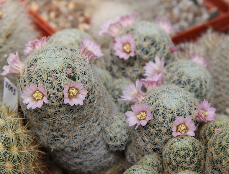 Mammillaria giselae