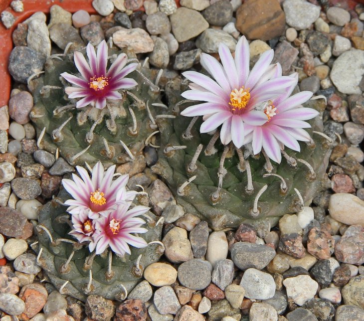 Turbinicarpus panarottoi TCG1101